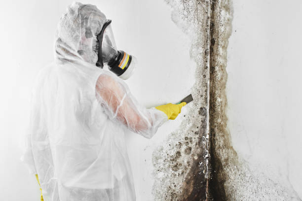 Best Emergency Mold Remediation  in Pascoag, RI